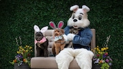 Monday, April 4, 2022 - The Easter Bunny (aka Jabil Myers) poses with two dogs, sporting their own bunny ears, during the first-ever Bunny Paws event at The Mall at Short Hills, where people had their dog’s photo taken with the Easter Bunny, with the net proceeds benefitting St. Hubert’s Animal Welfare Center of Madison.