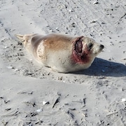 This female Harp seal was found in Sea Isle City with a large open wound to the head and a second wound on her right shoulder.